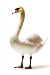 Obraz premium Elegant White Swan Standing Gracefully Against White Background