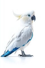 Fototapeta premium Elegant White Cockatoo with Blue Accents on White Background