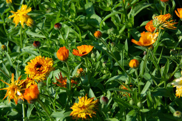 Orange calendula flowers on a flowerbed against a background of green leaves