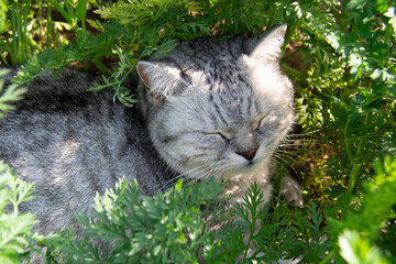 A beautiful gray British cat sits on a garden bed with carrots, closing her eyes.
