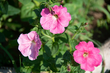 Obraz premium Pink petunia flowers on a background of green leaves in the summer garden