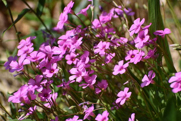 Purple Flower-10