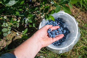 Woman’s hand dropping fresh ripe Reka variety blueberries into a white bucket, harvested on a you pick farm, packed full of antioxidants and other tasty goodness
