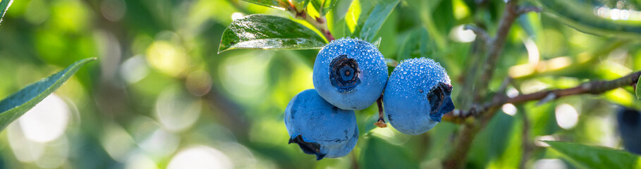Closeup of ripe and ripening Reka variety blueberries fresh on a bush with early morning dew, packed full of antioxidants and other tasty goodness

