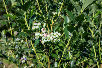 Green and ripening Reka variety blueberries on a bush at a you pick farm, packed full of antioxidants and other tasty goodness
