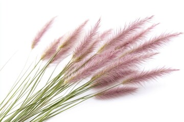 Fototapeta premium ornamental grass isolated on white background
