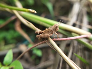 A tiny brown grasshopper perches delicately on a thin plant stem amidst green foliage.