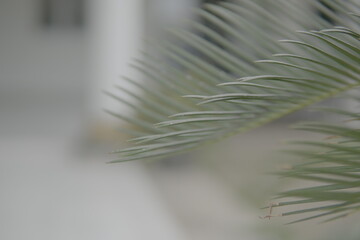 Obraz premium A selective focus close-up of a delicate green palm frond with a soft, blurred background creating a calm and natural atmosphere.