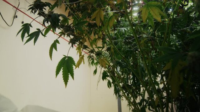 Cultivating Cannabis Precision Care and Attention in a Greenhouse Environment for Growth