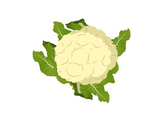 Elegant Cauliflower Design Perfect for Food and Organic Themes