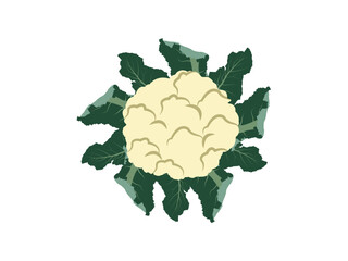 Elegant Cauliflower Design Perfect for Food and Organic Themes