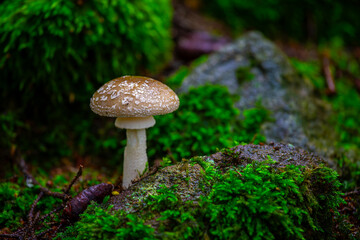 Close-up of Amanita pantherina mushroom in natural forest environment with scope background © kenan