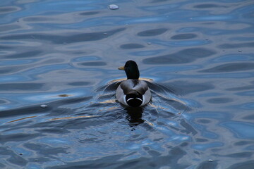 duck in water, Gold Bar Park, Edmonton, Alberta