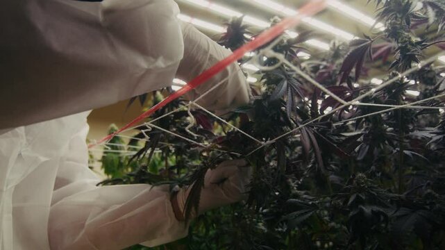 Cultivating Cannabis Precision Care and Attention in a Greenhouse Environment for Growth