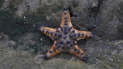 starfish on the beach