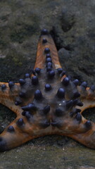 starfish on a rock