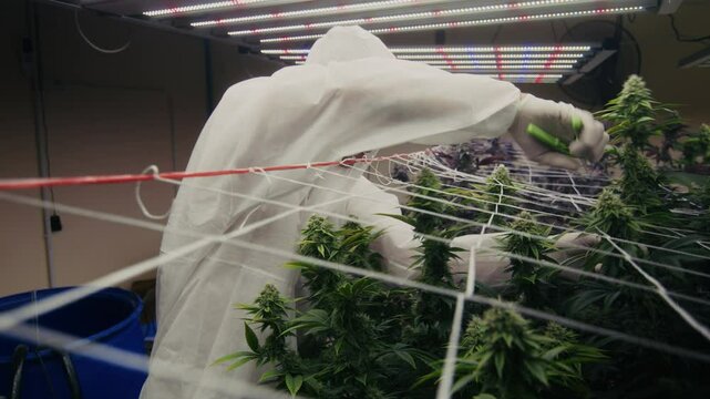Cultivating Cannabis Precision Care and Attention in a Greenhouse Environment for Growth