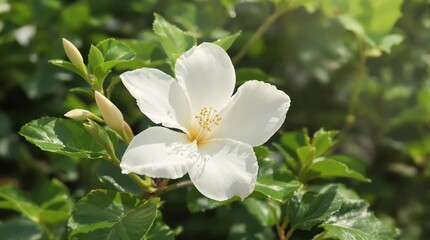 Obraz premium Beautiful white moorea blossom with vibrant green foliage in a natural setting, isolated, flora