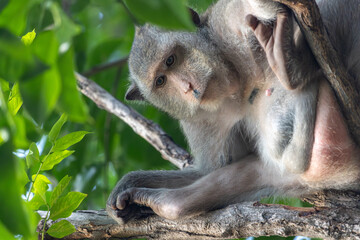 A macaque sits in the branches of a tree and observes the surroundings, Thailand