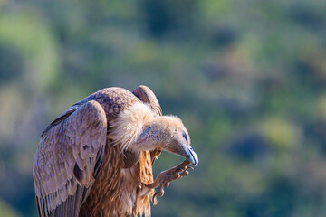 portrait of a vulture close up