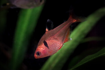 Serpae tetra fish is also known as the red minor tetra, Jewel tetra or callistus tetra fish in aquarium tank