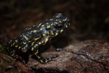Obraz premium Male Bleeding toad or Leptophryne cruentata closeup on moss, Leptophryne cruentata closeup on isolated background, Indonesian toad, Bleeding toad