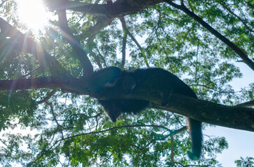 Silhouette of a black lemur lounging on a tree branch in Khao Kheow Open Zoo, Chonubri, Thailand © k33pcalmncapture
