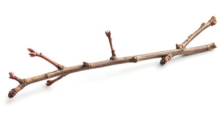 Tree branch isolated on white background. Studio shot of twig.