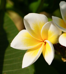 Obraz premium Plumeria flower