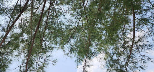 View of pine trees against a sky background. Pinus Kesiya, scientific name Pinus kasiya Royale ex. Gordon, is a medium to large sized tree. leaves are small, long-slender, shaped like needles.
