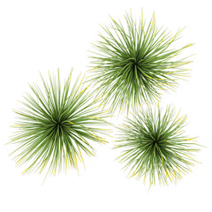 Obraz premium 3d illustration of Agave stricta tree isolated on transparent Canvas from top view