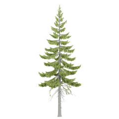 Obraz premium 3d illustration of Fir tree isolated on transparent canvas