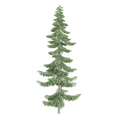 Fototapeta premium Beautiful shape of green Norway spruce tree isolated on transparent Canvas