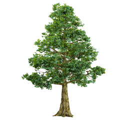 Fototapeta premium collection of Bhutan Cypress tree with realistic style