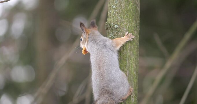 Detailed close-up of squirrel scaling tree carrying nut in mouth, highlighting natural behavior like foraging and food storage. Perfect for wildlife, nature, and survival-focused content.