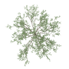 Fototapeta premium Green beautiful Eucalyptus tree isolated on Canvas from top view