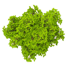 Obraz premium collection of Aglaia duperreana tree with realistic style