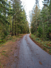 Fototapeta premium A paved road in the middle of a wooded area with trees