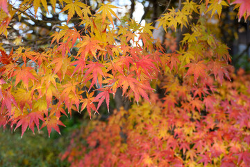 紅葉の葉