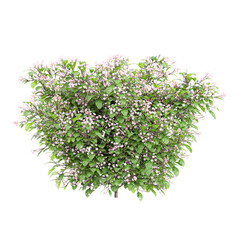 Obraz premium Collection of Clerodendrum plants isolated on transparent Canvas