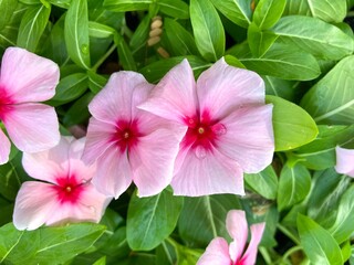 Pink Madagascar periwinkle flowers in a park