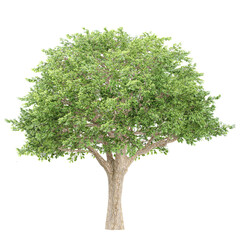 Obraz premium Green beautiful Platanus summer tree isolated on Canvas