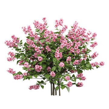 Green beautiful Weigela flower plant  isolated on Canvas