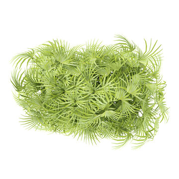 Green hapis excelsa tree isolated on transparent Canvas from top view