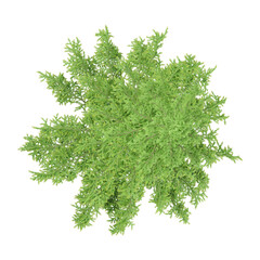 Obraz premium Top view of Juniper tree isolated on transparent Canvas