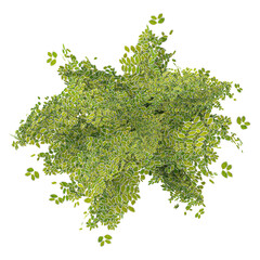 Obraz premium Top view of Moringa tree isolated on transparent Canvas