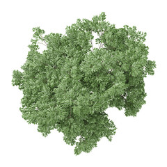 Obraz premium 3d Rendering Of European ash plant on Transparent Canvas