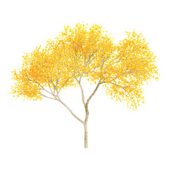 beautiful autumn tree plant isolated on transparent canvas