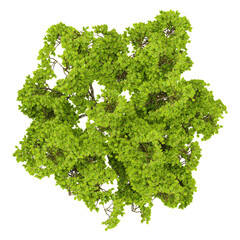 Obraz premium Beech plants isolated on transparent Canvas from the top view