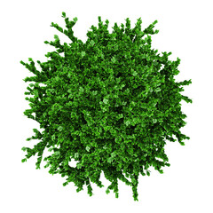 Obraz premium collection of box plant with realistic style